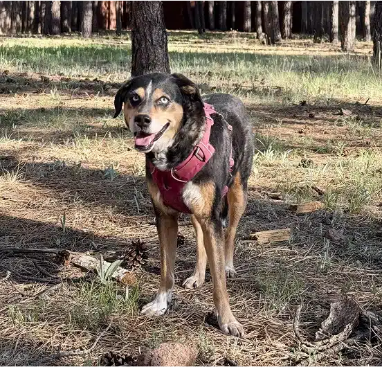 Dog at Flagstaff Park
