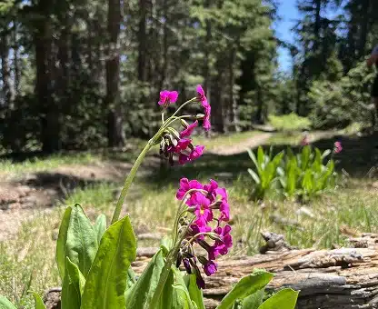 Flagstaff Summer Flower