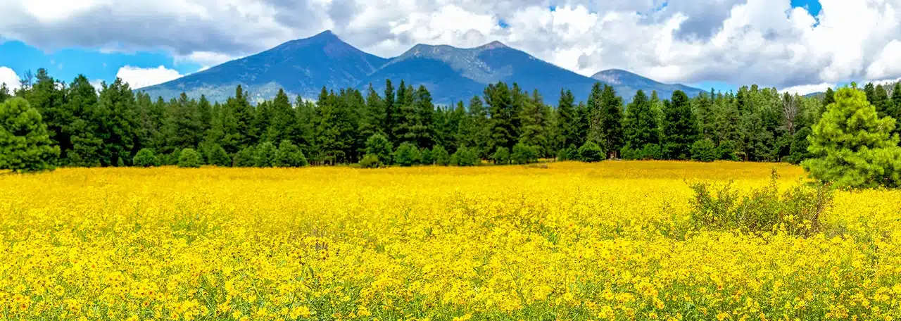 Flagstaff Sunflowers