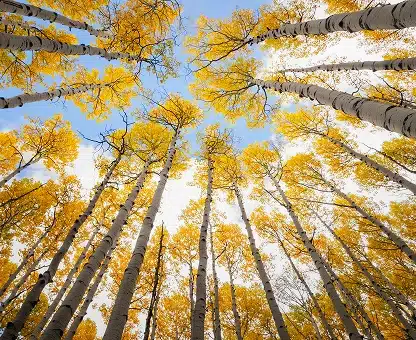 Golden Aspen Trees