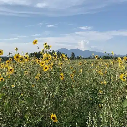 Sunflowers in Flagstaff