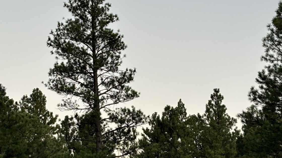 A scenic view of the lush pine forest in Northern Arizona.