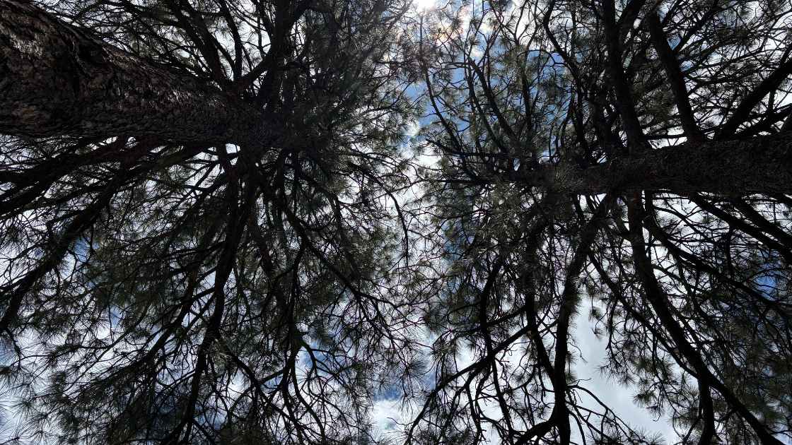 Tall ponderosa pine trees providing deep shade in Flagstaff, Arizona.