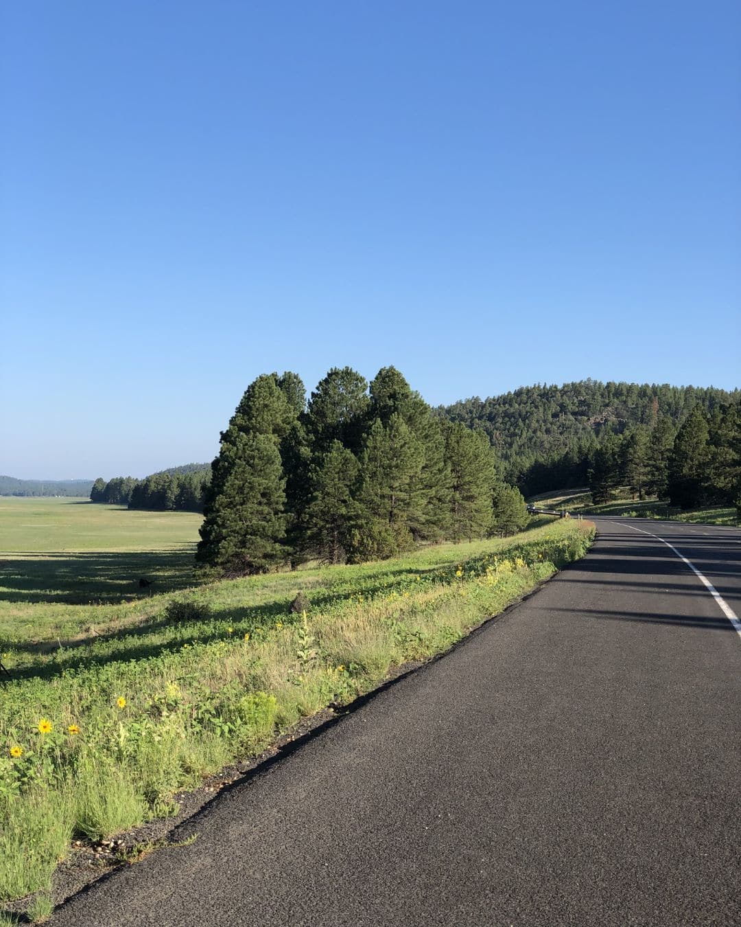 Quiet paved road bordered by pine trees, wildflowers, and open meadows near Flagstaff, Arizona.