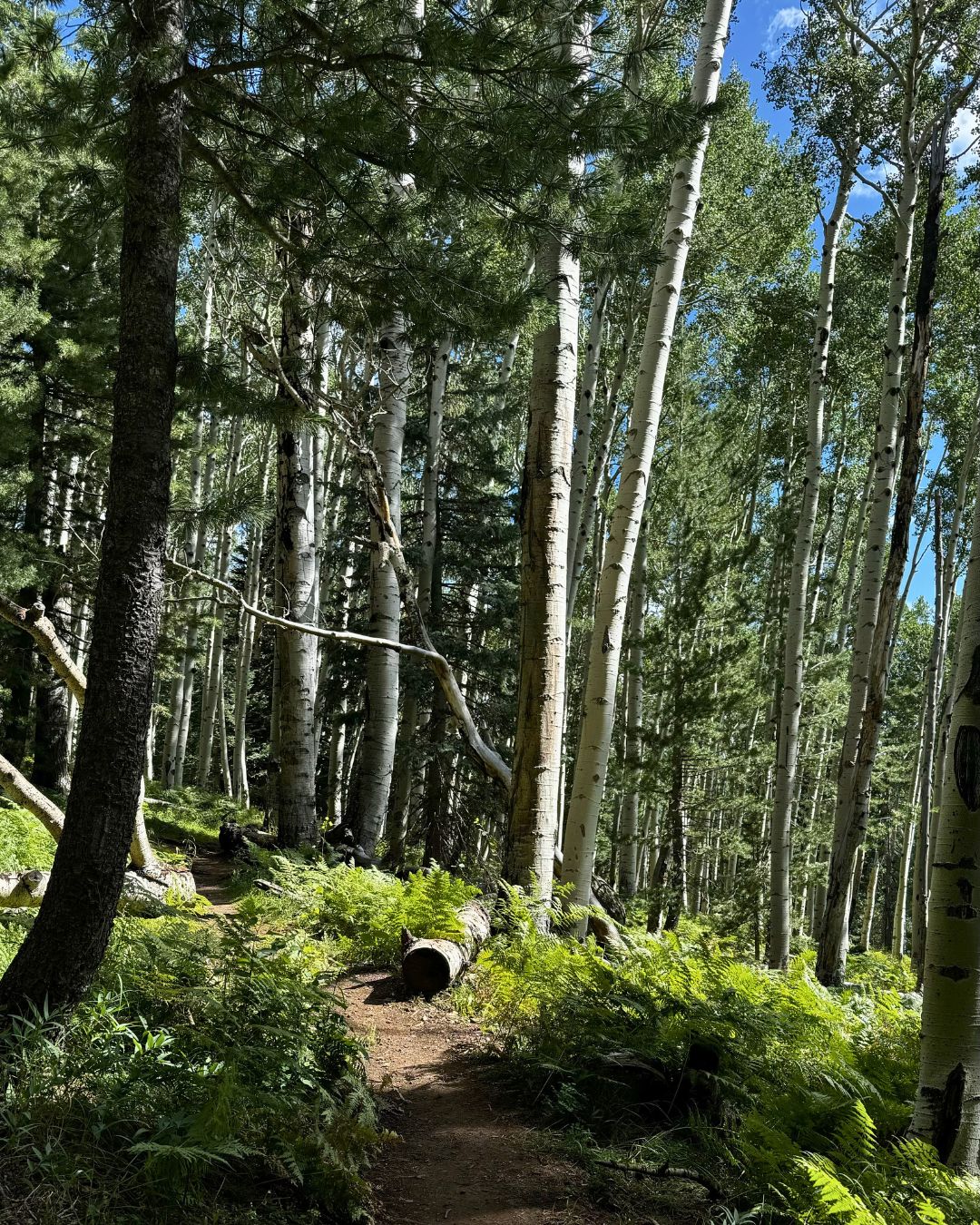 Shaded forest trail winding through aspens, ferns, and ponderosa pines near Flagstaff.