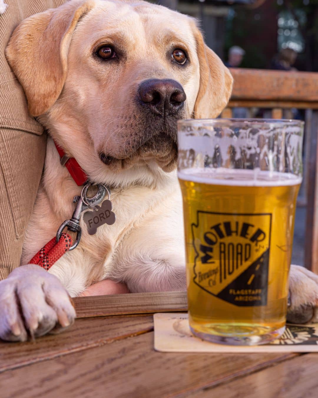 Yellow Labrador sitting beside a pint glass on a dog-friendly brewery patio in Flagstaff.